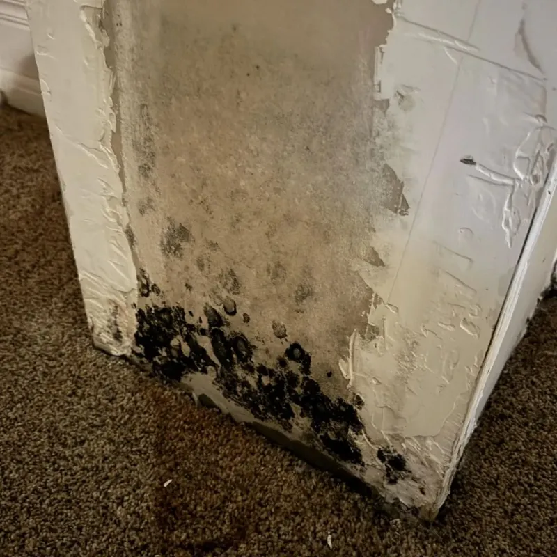Professional Mold Removal in Dunlap, OH